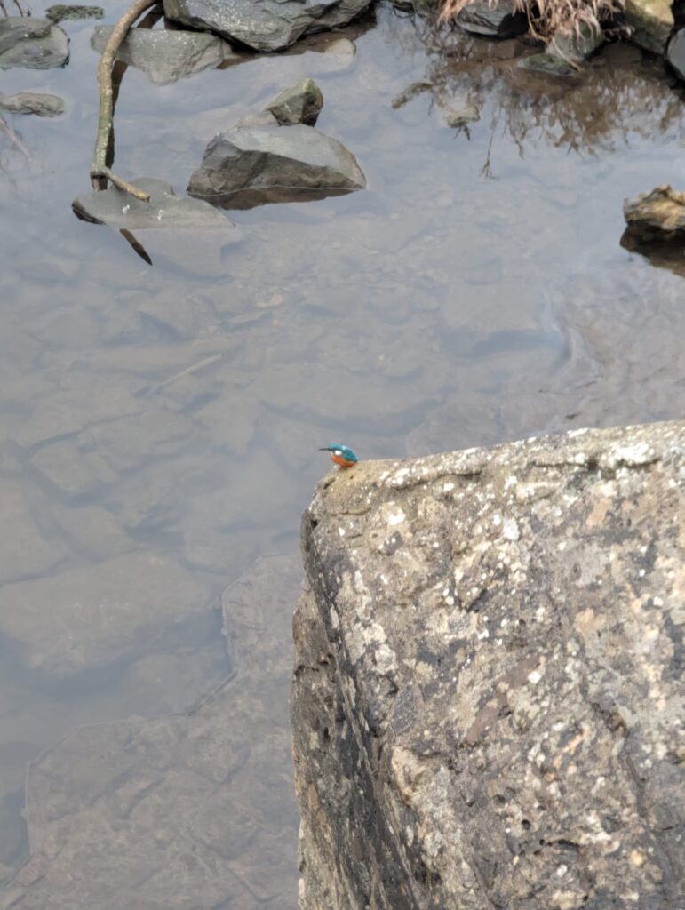 a kingfisher on a pillar of an old bridge in Jena/germany